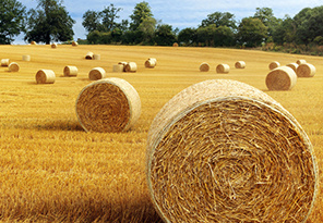 政府大力支持電商，如何做鄉(xiāng)村電商(圖1)